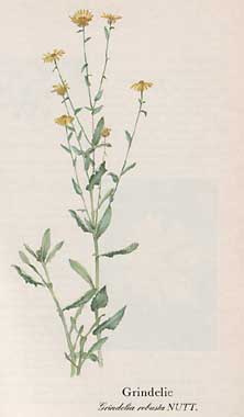 Grindelie (Grindelia robusta NUTT.)