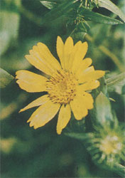 Phytotherapeutische Welt - 1983