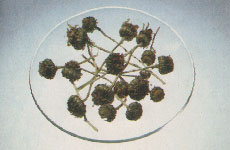 Phytotherapeutische Welt - 1983
