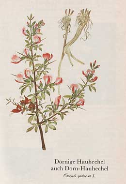 Dornige Hauhechel auch Dorn-Hauhechel (Ononis spinosa L.)