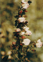 Phytotherapeutische Welt - 1983
