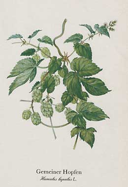 Gemeiner Hopfen (Humulus lupulus L.)