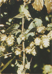 Phytotherapeutische Welt - 1983