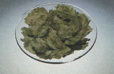 Phytotherapeutische Welt - 1983