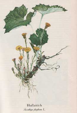 Huflattich (Tussilago farfara L.)