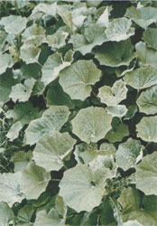 Phytotherapeutische Welt - 1983
