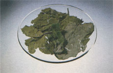 Phytotherapeutische Welt - 1983