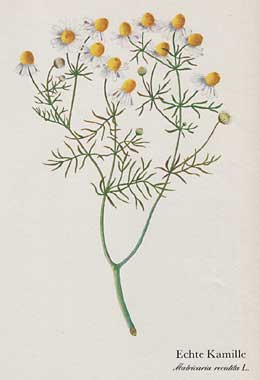 Echte Kamille (Matricaria recutita L.)