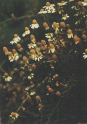 Phytotherapeutische Welt - 1983