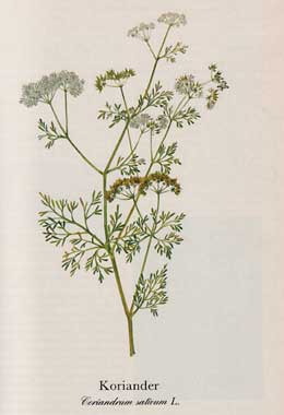 Koriander (Coriandrum sativum L.)