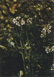 Phytotherapeutische Welt - 1983