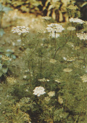 Phytotherapeutische Welt - 1983