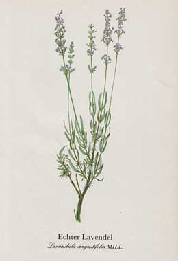 Echter Lavendel (Lavandula angustifolia MILL.)