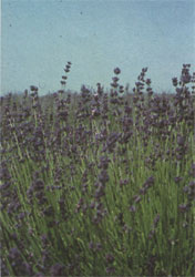 Phytotherapeutische Welt - 1983