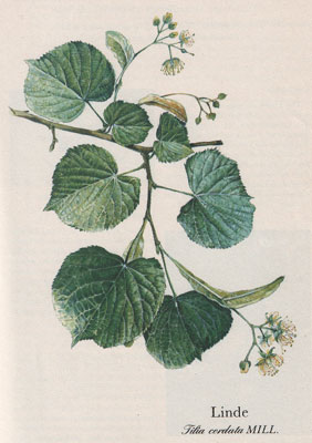Linde (Tilia cordata MILL.)