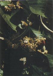 Phytotherapeutische Welt - 1983