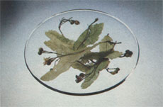 Phytotherapeutische Welt - 1983