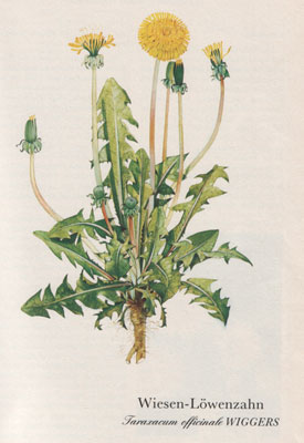 Wiesen-Löwenzahn (Taraxacum officinale WIGGERS)