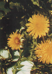 Phytotherapeutische Welt - 1983