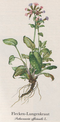 Flecken-Lungenkraut (Pulmonaria officinalis L.)