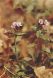 Phytotherapeutische Welt - 1983