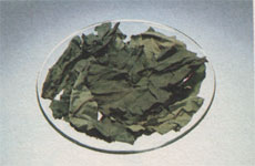 Phytotherapeutische Welt - 1983