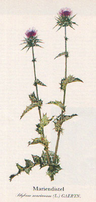 Mariendistel (Silybum marianum (L.) GAERTN.)