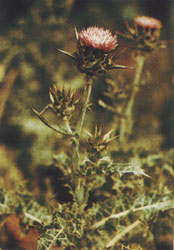 Phytotherapeutische Welt - 1983