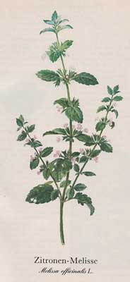 Zitronen-Melisse (Melissa officinalis L.)
