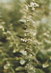 Phytotherapeutische Welt - 1983