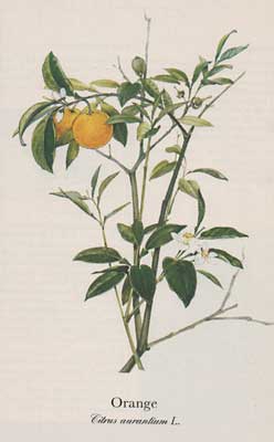 Orange (Citrus aurantium L.)