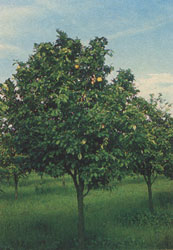 Phytotherapeutische Welt - 1983