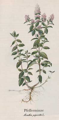 Pfefferminze (Mentha piperita L.)