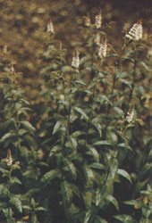 Phytotherapeutische Welt - 1983