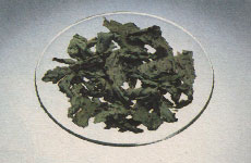 Phytotherapeutische Welt - 1983