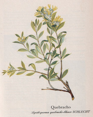 Quebracho (Aspidosperma quebracho-blanco SCHLECHT)