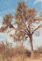 Phytotherapeutische Welt - 1983