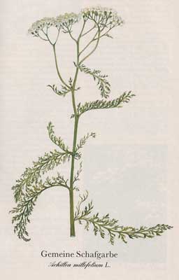 Gemeine Schafgarbe (Achillea millefolium L.)