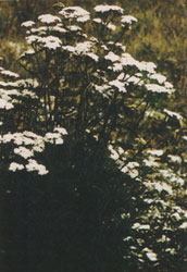Phytotherapeutische Welt - 1983