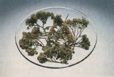 Phytotherapeutische Welt - 1983