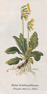 Hohe Schlüsselblume Primula elatior (L.) HILL