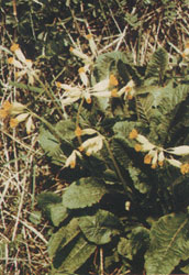 Phytotherapeutische Welt - 1983