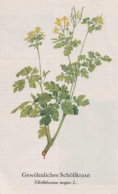 Gewöhnliches Schöllkraut (Chelidonium majus L.)