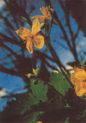 Phytotherapeutische Welt - 1983