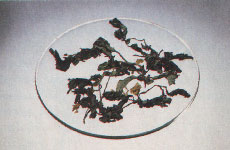 Phytotherapeutische Welt - 1983