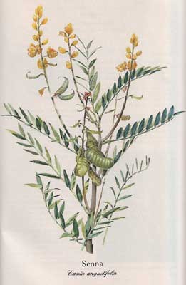Senna (Cassia angustifolia) (Cassia Senna / Cassia acutifolia)
