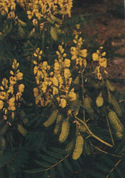 Phytotherapeutische Welt - 1983
