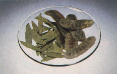 Phytotherapeutische Welt - 1983