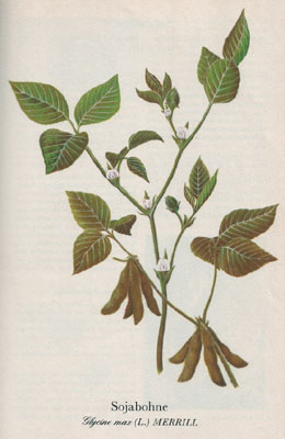 Sojabohne Glycine max (L.) MERRILL