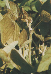 Phytotherapeutische Welt - 1983